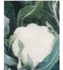 Cauliflower NS 555 (Namdhari)